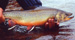 Projet-Project: Omble de fontaine-Brook charr
								tudiant-Student: Dylan Fraser
								Site: Lac Mistassini-Mistassini Lake
								Description : Dylan Fraser qui tient un omble de fontaine (mle)-Dylan Fraser holding a very large brook charr (male) captured with hook-and-line, a tough way to do field sampling!