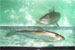 Projet-Project: Grand corgone-Lake whitefish
								tudiant-Student: Sean Rogers
								Site: LARSA
								Description : corgone dans un bassin-whitefish in a tank
								Date: Juin 2004-June 2004