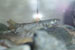 Projet-Project: Saumon/Truite arc-en-ciel-Salmon/Rainbow trout
								tudiant-Student: Simon Blanchet
								Site: LARSA
								Description : observation comportemental en laboratoire-behavioural observations in the laboratory
								Date: Novembre 2004-November 2004
